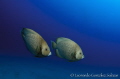   couple angelfish swimming blue... blue  